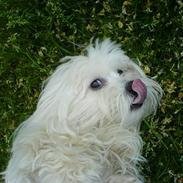 Coton de tulear *~Tut~*