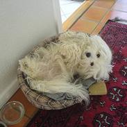 Coton de tulear *~Tut~*