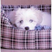 Coton de tulear *~Tut~*
