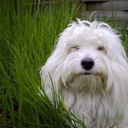 Coton de tulear *~Tut~*