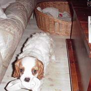 Cavalier king charles spaniel Snubbi