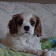 Cavalier king charles spaniel Snubbi