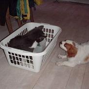 Cavalier king charles spaniel Snubbi