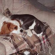 Cavalier king charles spaniel Snubbi