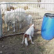 Cavalier king charles spaniel Snubbi