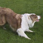 Australian shepherd Dreamcatchers' Spiced Rum - Elvis