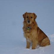 Golden retriever Tjalfe