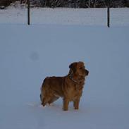 Golden retriever Tjalfe