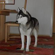 Siberian husky *Alto*