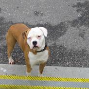 Amerikansk bulldog Bailey