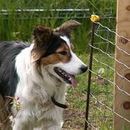 Border collie Dina