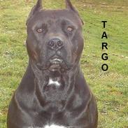 Amerikansk staffordshire terrier Targo 