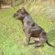 Amerikansk staffordshire terrier Targo 