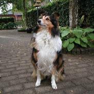 Collie langhåret Soffi R.I.P :´(