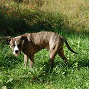 Amerikansk staffordshire terrier * Keiser Soza * R.I.P