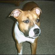 Amerikansk staffordshire terrier appels eye (nelly)