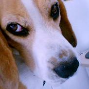 Beagle Balder