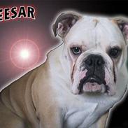 Engelsk bulldog Cæsar