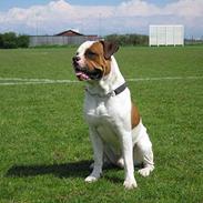 Amerikansk bulldog Kettner´s Batman (Nico)