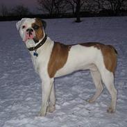 Amerikansk bulldog Kettner´s Batman (Nico)