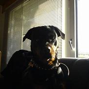 Rottweiler Nala (vi vil savne dig)