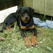 Rottweiler Nala (vi vil savne dig)