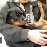 Rottweiler Nala (vi vil savne dig)