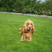 Cocker spaniel Bella