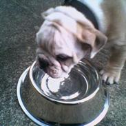 Engelsk bulldog Cæsar