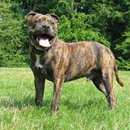 Staffordshire bull terrier ( Engelsk) Murphy