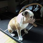 Engelsk bulldog Cæsar