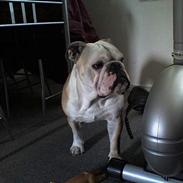 Engelsk bulldog Cæsar