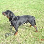Rottweiler Enzo vom dornenhof