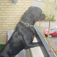 Rottweiler Enzo vom dornenhof
