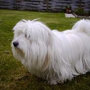 Coton de tulear *~Tut~*