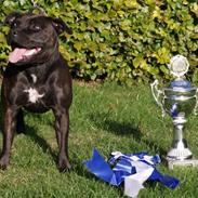 Staffordshire bull terrier WESTLUND FRIDA