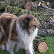 Collie langhåret * Lady *