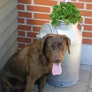 Labrador retriever Freja