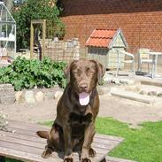 Labrador retriever Freja