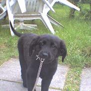 Labrador retriever cosmo