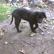 Labrador retriever cosmo