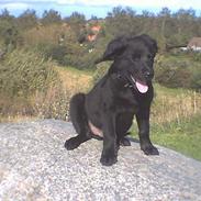 Labrador retriever cosmo