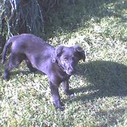 Labrador retriever cosmo