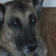 Schæferhund Tinka(Død)