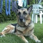 Schæferhund Tinka(Død)