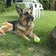 Schæferhund Tinka(Død)