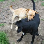 Labrador retriever Putte
