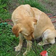 Labrador retriever Putte