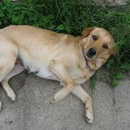 Labrador retriever Putte