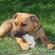 Staffordshire bull terrier Bella
